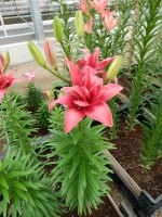 [5007 Pink Blossom No01.JPG]